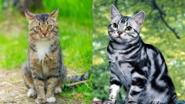 狸花猫和美短的区别，二者的外观与性格详细解析