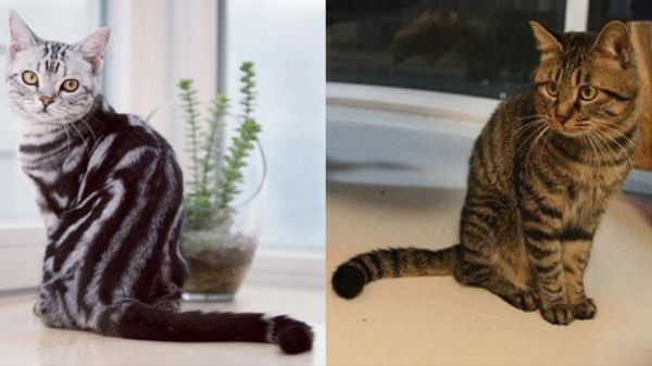 狸花猫和美短的区别，二者的外观与性格详细解析