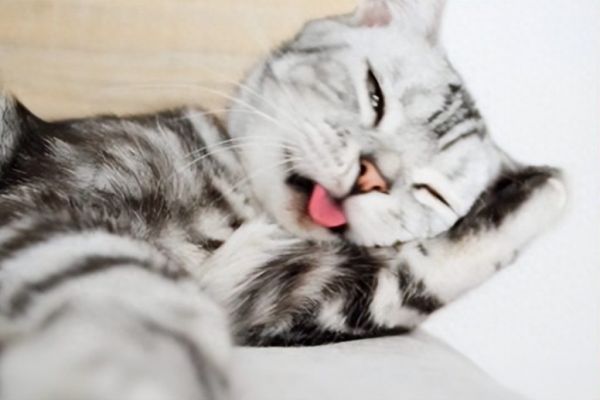 狸花猫和美短的区别，二者的外观与性格详细解析