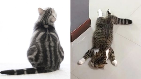 狸花猫和美短的区别，二者的外观与性格详细解析