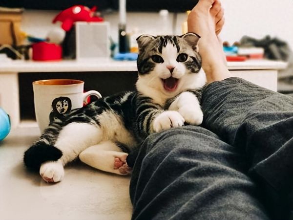 狸花猫和美短的区别，二者的外观与性格详细解析