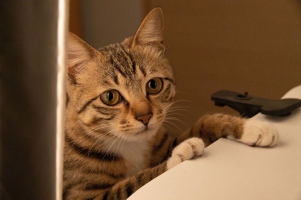 狸花猫正常多少钱一只?田园狸花猫的饲养要点