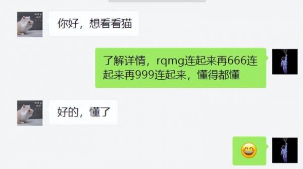 狸花猫正常多少钱一只?田园狸花猫的饲养要点