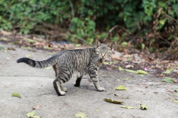 狸花猫正常多少钱一只?田园狸花猫的饲养要点