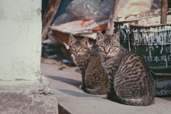 狸花猫正常多少钱一只?田园狸花猫的饲养要点