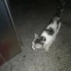 门口有只猫很小,很可爱