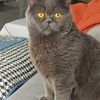 自家2年蓝猫求领养