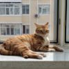 自养橘猫赠送