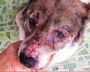 如何预防宠物犬皮肤真菌病？（掌握清洁、保湿和饮食法则，让您的爱犬免于皮肤真菌病的困扰）