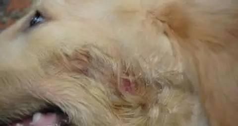 如何预防宠物犬皮肤真菌病？（掌握清洁、保湿和饮食法则，让您的爱犬免于皮肤真菌病的困扰）