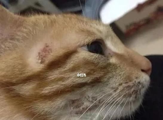 如何预防宠物犬皮肤真菌病？（掌握清洁、保湿和饮食法则，让您的爱犬免于皮肤真菌病的困扰）