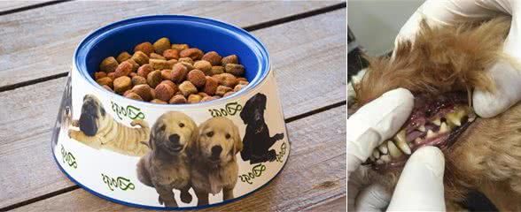 辟谣!犬粮长期泡着吃对肠胃更好,宠物医生告诉你犬粮到底怎么吃