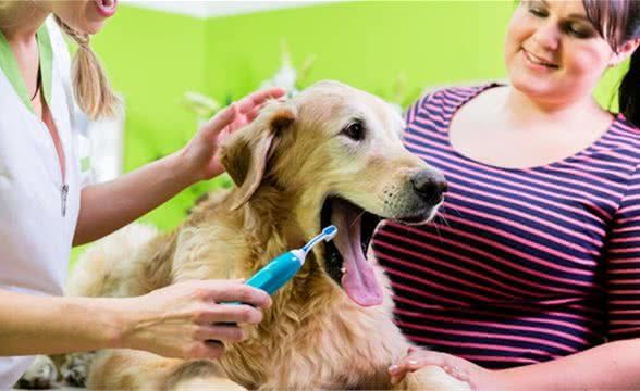 如何消除狗狗口臭?护理狗狗牙周牙龈是关键