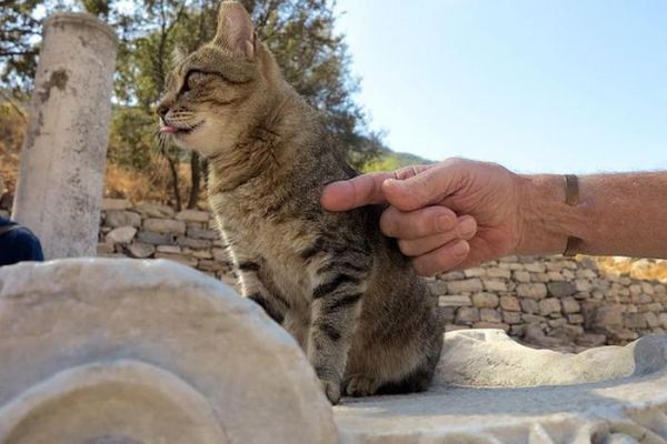 有过敏体质的猫，选择无谷物猫粮是正确的吗？