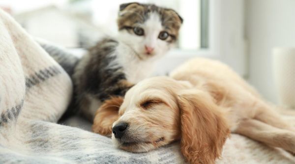 小猫 小 可爱 冷 可爱的 秋 哺乳动物 房间 品种 同伴 爱 家 纯种 窗口 一起 舒适 背景 猫咪 小 猫 可爱 苏格兰的 国内 宠物 冬天 放松 朋友 毛皮 毯子 动物 家谱 睡眠 安慰 快乐 在室内 犬 说谎 折 温暖 好笑 英语 美丽 关怀 狗 友谊 蓬松 獚 小狗