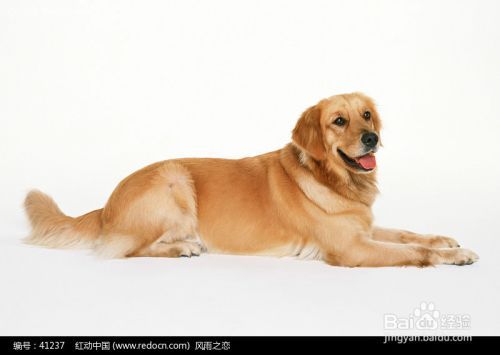 训犬教材 怎样训狗之：怎样安排训狗计划