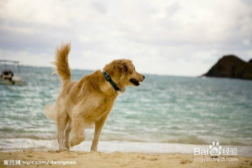 训犬教材 怎样训狗之：怎样安排训狗计划