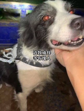 阿亮宠物:#边境牧羊犬 犬类智商排名第一的犬种