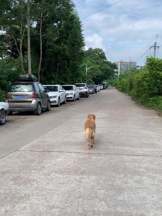 阿亮宠物:#金毛 #日常遛狗 lucky:五公里啊我爱你啊,一天不跑想死你啊