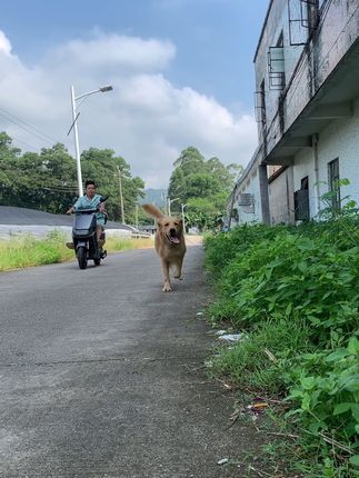 阿亮宠物:#日常遛狗 #金毛 寄养两年了,每天都要围着工业园跑一圈释放精力,满足对户外运动的需求。