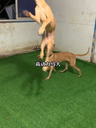 阿亮宠物:#马犬 #高动力马犬