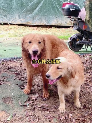 阿亮宠物:#金毛种公 当家种公对外借配