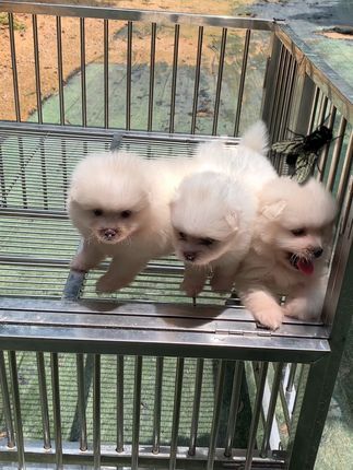 阿亮宠物于20211009发布的作品