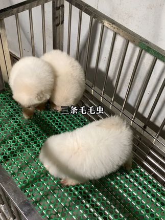 阿亮宠物:#小体博美 三条毛毛虫