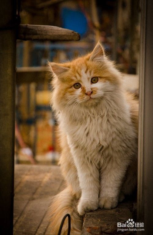 如何给小猫补充维生素？