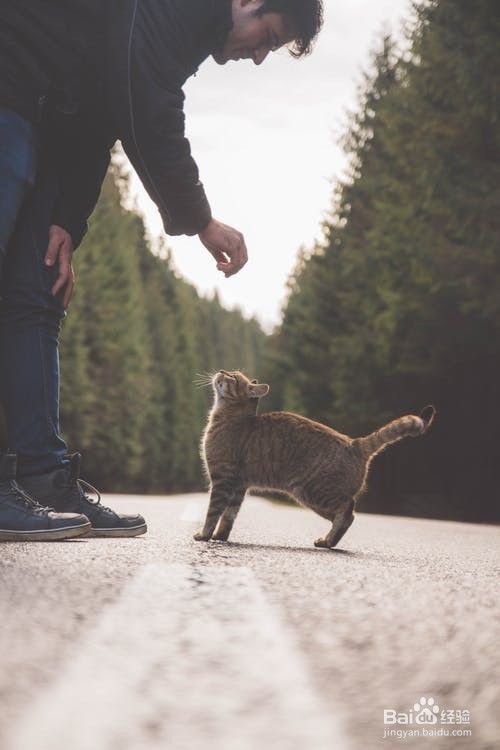 如何给小猫补充维生素？