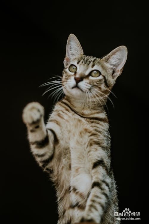 如何给小猫补充维生素？