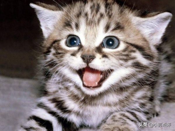 猫的眼睛在夜里闪闪发光主要是因为什么？蚂蚁庄园答案 