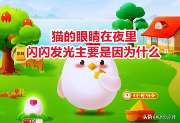 猫的眼睛在夜里闪闪发光主要是因为什么？蚂蚁庄园答案 