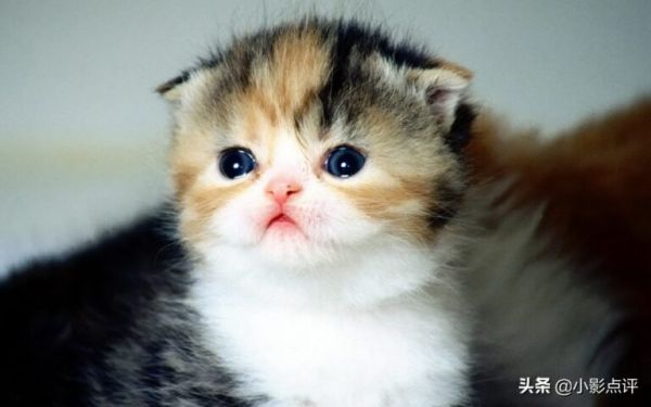 猫的眼睛在夜里闪闪发光主要是因为什么？蚂蚁庄园答案 