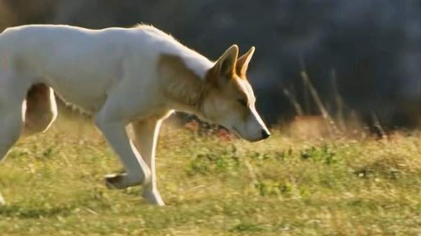 袋鼠的天敌:揭秘澳洲野犬捕食袋鼠的惊人行为,自然界的残酷