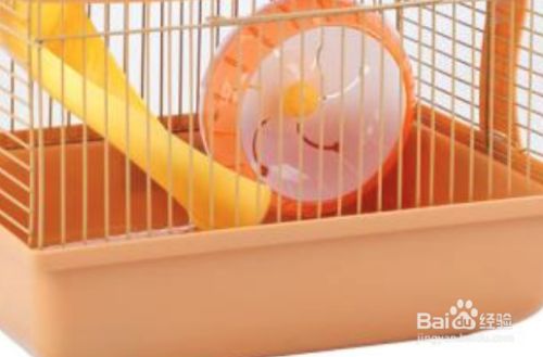 怎样让仓鼠晚上安静