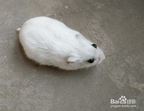 怎样让仓鼠晚上安静