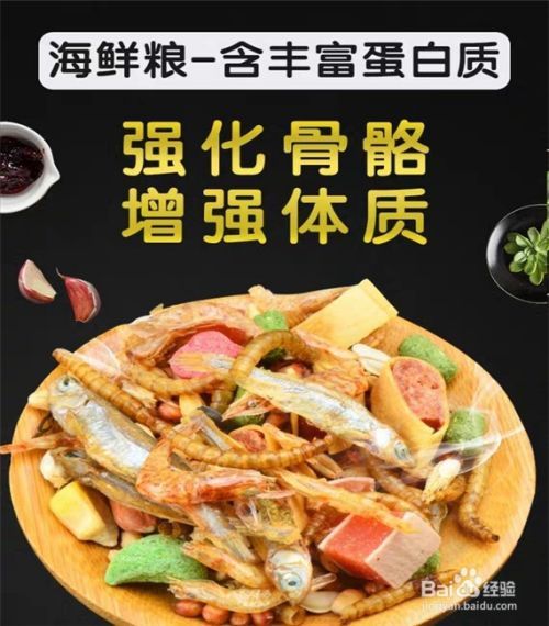 如何选购仓鼠粮食