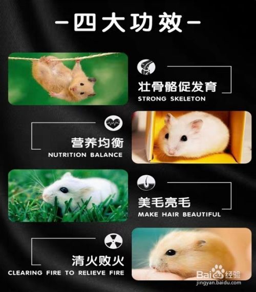 如何选购仓鼠粮食