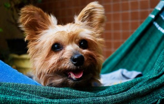 养犬管理存在的问题 这些问题应该引起重视！