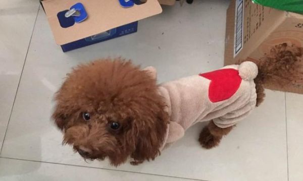 如何解决泰迪犬胆小的问题（从宠物的角度出发，让泰迪犬摆脱胆小症状）