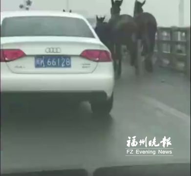 马匹闯入西三环车辆纷纷避让 交警:饲养者要担责