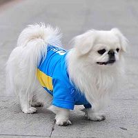 北京犬描述