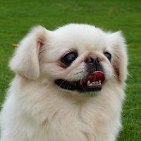北京犬头部