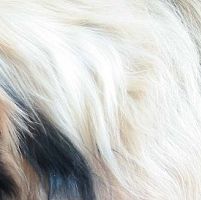 北京犬毛发