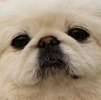 北京犬眼睛