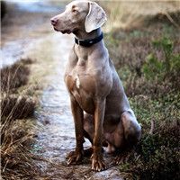 威玛犬颜色