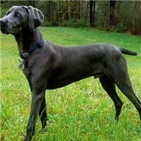 威玛犬毛发