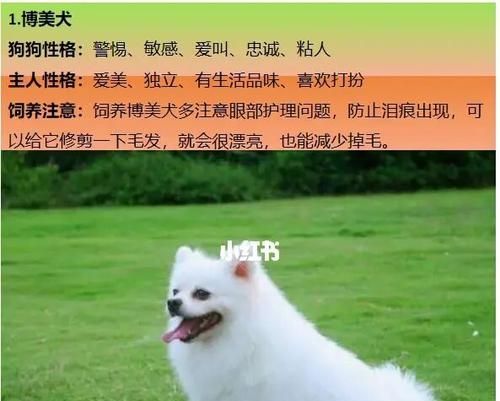 狗狗最适合和什么宠物一起养（探究狗狗和其他宠物相处的方式）
