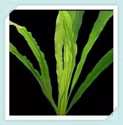金鱼缸适合养什么水草?3 种搭配方案介绍